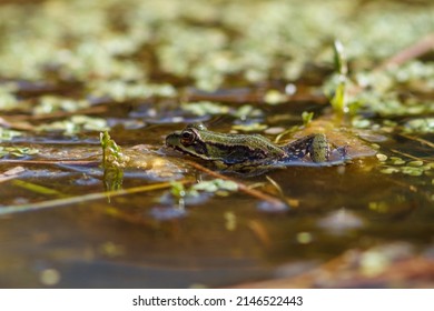 Marsh Frog On Top Of Pond Weed Uk