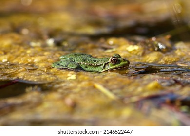 Marsh Frog On Top Of Pond Weed Uk