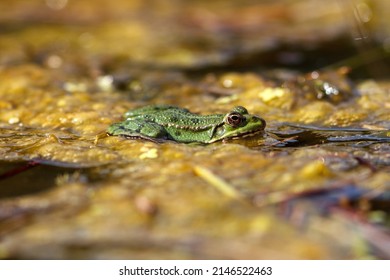 Marsh Frog On Top Of Pond Weed Uk