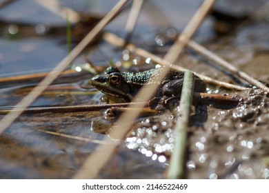 Marsh Frog On Top Of Pond Weed Uk