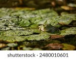 Marsh frog on water plants, nature in a eet marshland