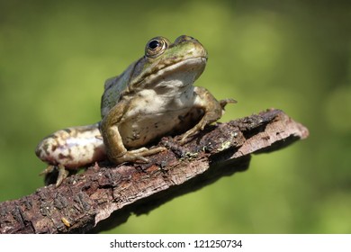 Marsh Frog (Pelophylax ridibunda) sitting on log