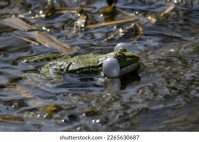 Marsh frog or Pelophylax ridibundus croaks in water. Mating behaviour