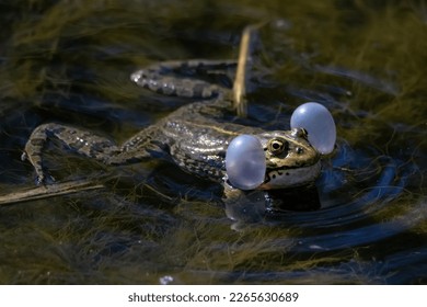 Marsh frog or Pelophylax ridibundus croaks in water. Mating behaviour