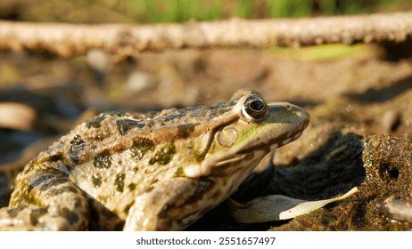 Marsh frog Pelophylax ridibundus green close-up, amphibian water frog sits on mud animal moss wetland, endangered species of nature, natural purity indicator biodiversity detail, swamp Europe - Powered by Shutterstock