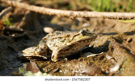 Marsh frog Pelophylax ridibundus green close-up, amphibian water frog sits on mud animal moss wetland, endangered species of nature, natural purity indicator biodiversity detail, swamp Europe - Powered by Shutterstock