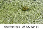 Marsh frog, Pelophylax ridibundus, in nature habitat. Wildlife scene from nature, green animal in water. Beautiful frog in dirty water in a swamp. close-up amphibian. frog in the pond, algae, duckweed