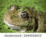 Marsh frog portrait photo.(Pic and drop).