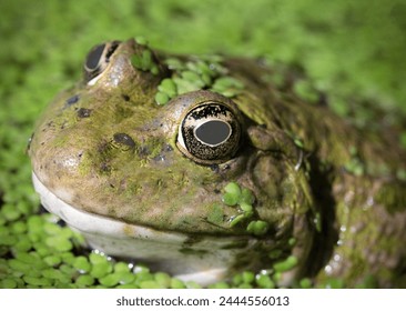 Marsh frog portrait photo.(Pic and drop).