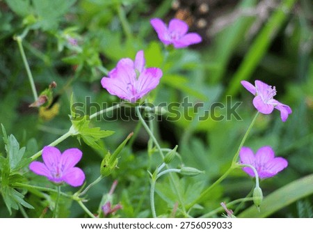 Marsh geranium (Geranium palustre) grows in the wild