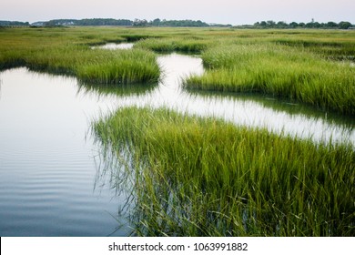 Marsh And Grass