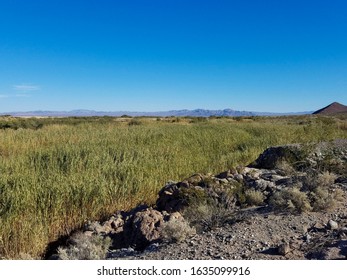 Marsh Grass Growing In The Mojave Desert Salt Creek Riparian Zone.