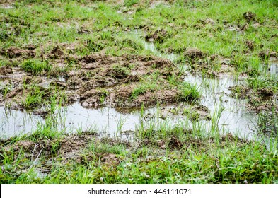 mud river grass