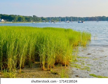 Marsh grass (Spartina alterniflora) is the keystone species of the coastal salt marsh ecosystem. It lives in the intertidal zone and is flooded twice each day. Setauket Harbor, Long Island, NY. 