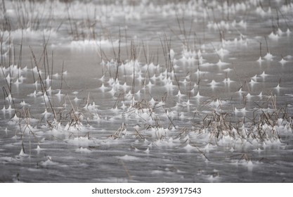 Marsh grass surrounded by ice