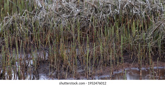 Marsh Grasses Emerging At The Site Of Special Scientific Interest Goss Moor Cornwall