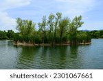 Marsh grasses and tall Cottonwood trees in Dead Horse Ranch State Park near Cottonwood Arizona