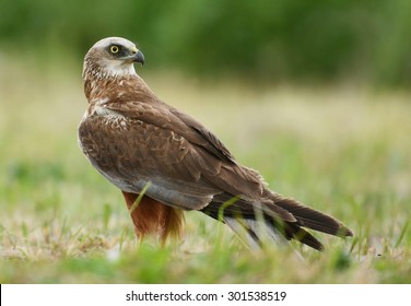 Marsh Harrier