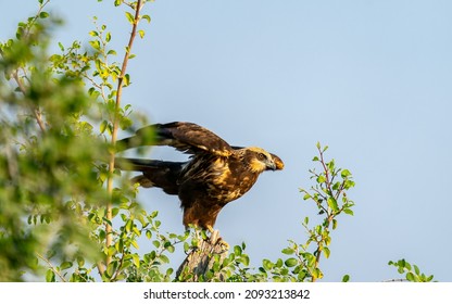 Marsh Harrier Bird Take Off From A Tree