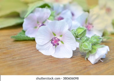 Marsh Mallow. Althaea Officinalis