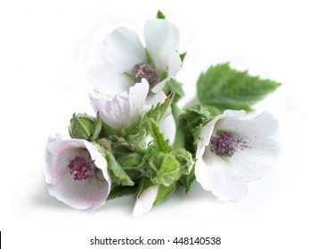 Marsh Mallow (Althaea Officinalis)