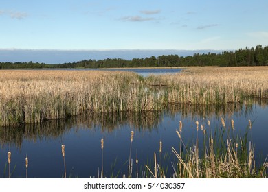 Marsh Near Voyageurs National Park, Minnesota