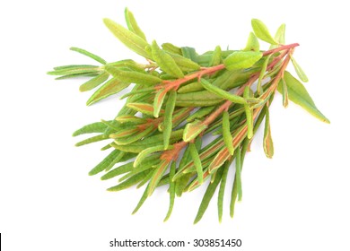 Marsh (Northern) Labrador Tea Isolated On White