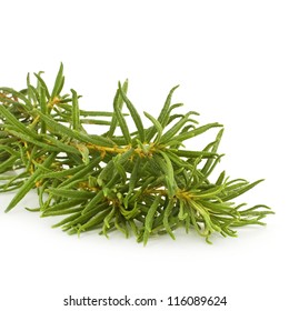 Marsh (Northern) Labrador Tea (Ledum Palustre) Plant Isolated On White