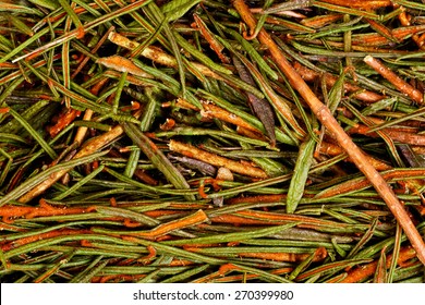 Marsh (Northern) Labrador Tea (Ledum Palustre).