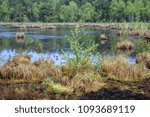Marsh of protected area of Bug Landscape Park on the Bug River in Masovian Voivodeship of Poland