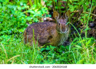 Marsh Rabbit laying down in some plants near a swamp in Naples, FL