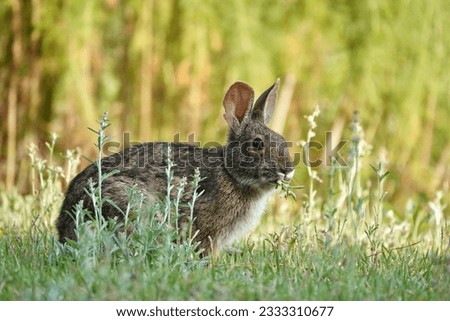              Marsh Rabbit in the morning sunlight enjoying breakfast in a meadow on Hilton Head Island.                  
