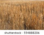 A marsh reed field in swamps in Inchon Wetland park / marsh reed field 