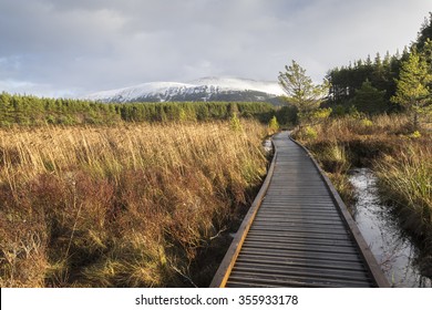 Marsh & Reeds In Glen Feshie.