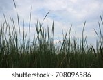 marsh sky