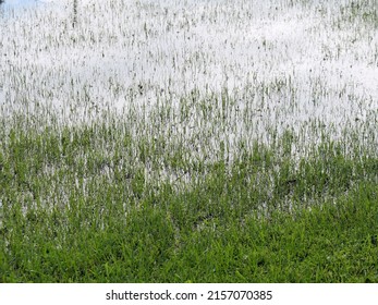 Marsh Swamp River Water Grass in Orlando Florida