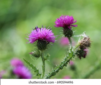 Marsh Thistle