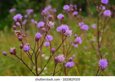 A Marsh Thistle In Blossom