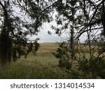 Marsh through the trees