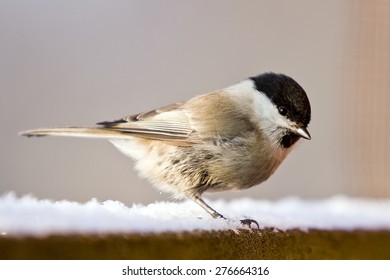 Marsh tit