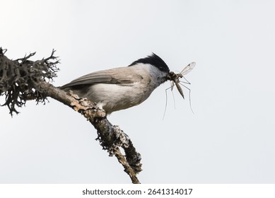 Marsh tit on tree branch, with huge mosquito in beak