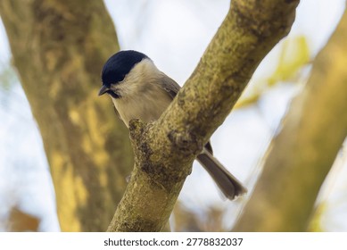 Marsh Tit Perched Between Tree Branches in Soft Autumn Woodland Light