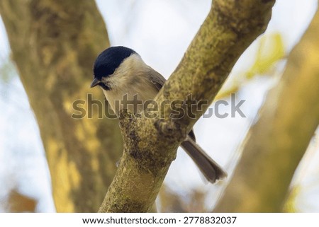Marsh Tit Perched Between Tree Branches in Soft Autumn Woodland Light