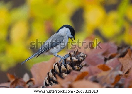 A marsh tit sits on a nice cone. A cute marsh tit in the nature habitat. Poecile palustris