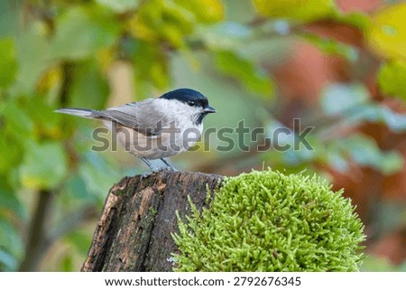 A marsh tit sits on a tree stump covered with green moos.  A marsh tit in the nature habitat.    Wildlife sce with a passerine bird. Poecile palustris