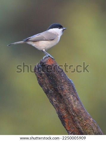 The marsh tit is a small bird, around 12 cm long and weighing 12 g, with a black crown and nape, pale cheeks, brown back and greyish-brown wings and tail. Imagine de stoc © 