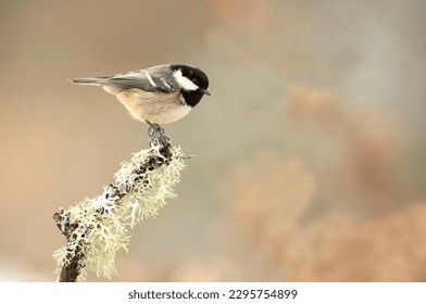 Marsh tit in a snowy oak forest in winter with the first light of the morning