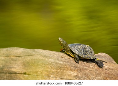 3,636 Marsh Turtles Images, Stock Photos & Vectors | Shutterstock