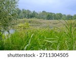 The marsh under a clouded sky