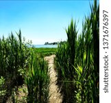 Marsh Walk Through 